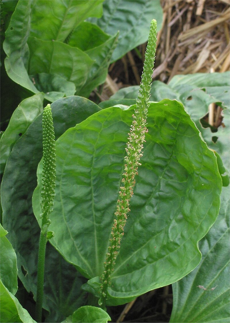 Grote weegbree bloeiwijze Plantago major subsp. major.jpg
